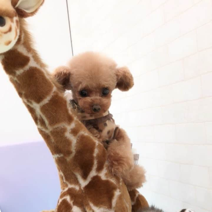 ? Tia ?のインスタグラム：「💗🌴🦒Giraffe 🦒🌴💗 … … ティアのお友達🐻🦒🐯🐼🦓🌴💕 … #video #dogvideo #petvideo #instavideo #videodiary #cutevideo #動画 #videoblog #トイプードル #adorable #cutest #socute #cutedog #cutie #toypoodle #instadog #excellent_dogs #癒しわんこ #ふわもこ部 #instadog #dog_features #giraffe #jungle #animal #cuteanimals #きりん #animalvideo #forpetsonly #leopard #leopardprint」