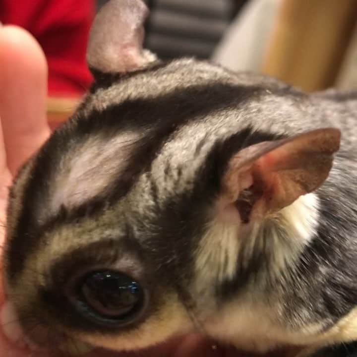 中村秀香のインスタグラム：「先日、小動物カフェに行ってきました！ モモンガ、可愛いです…。 とっても癒されます。 他にもチンチラ、リス、ミーアキャットまで！普段なかなか触れ合うことのできない動物が沢山いました✨ 皆さまにも癒しを共有させて頂きます🙇‍♀️」