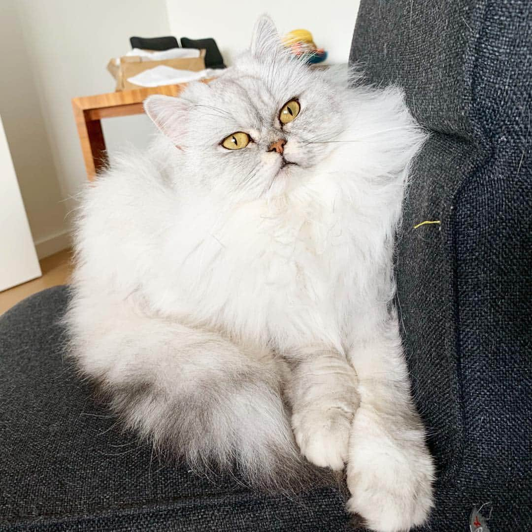 Milkshake the Catのインスタグラム：「Seat = taken.」