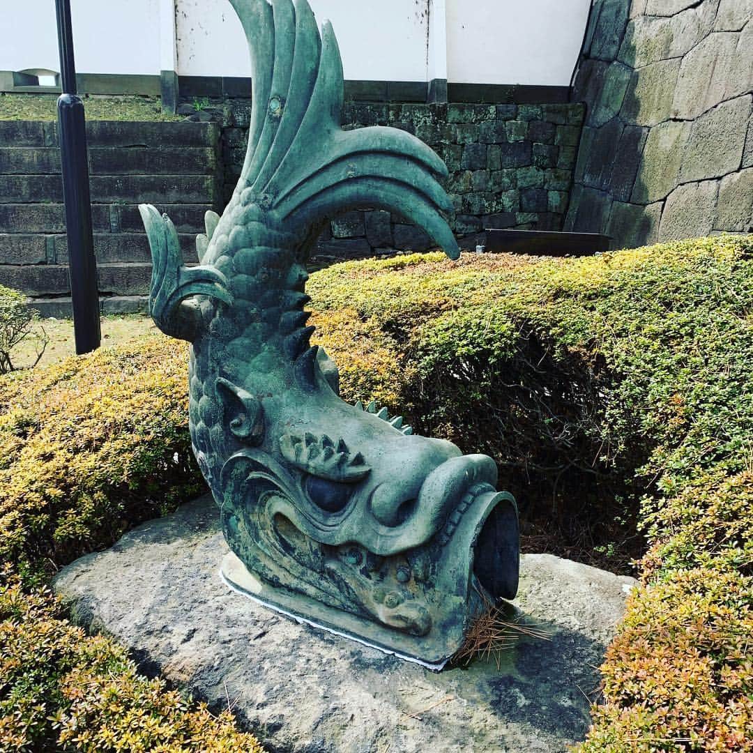 皇居ランナビのインスタグラム：「しゃちほこには、火除けの意味があるそうです。  私はずっと鯉だと思っていましたが、想像上の海獣なんですって😳  東御苑の大手門の渡櫓の上に鎮座するしゃちほこと同じものが、大手門から入るとすぐ目に入ります。  近くで見ると、意外と大きい！  ご利益があるかは分かりませんが、お触りOKです 笑  #皇居ランナビ #皇居ラン #ミズノで皇居ラン #ミズノで女子ラン #ランニング女子 #ランニング #ハシリマスタグラム #ランナ#workout #instagood #run #jog #fitness #tokyo #imperialpalace #japan #走るひと #走る人 #followme #おもてなし #おもてなしランナー #running #runningday #jogging #marathontraining」