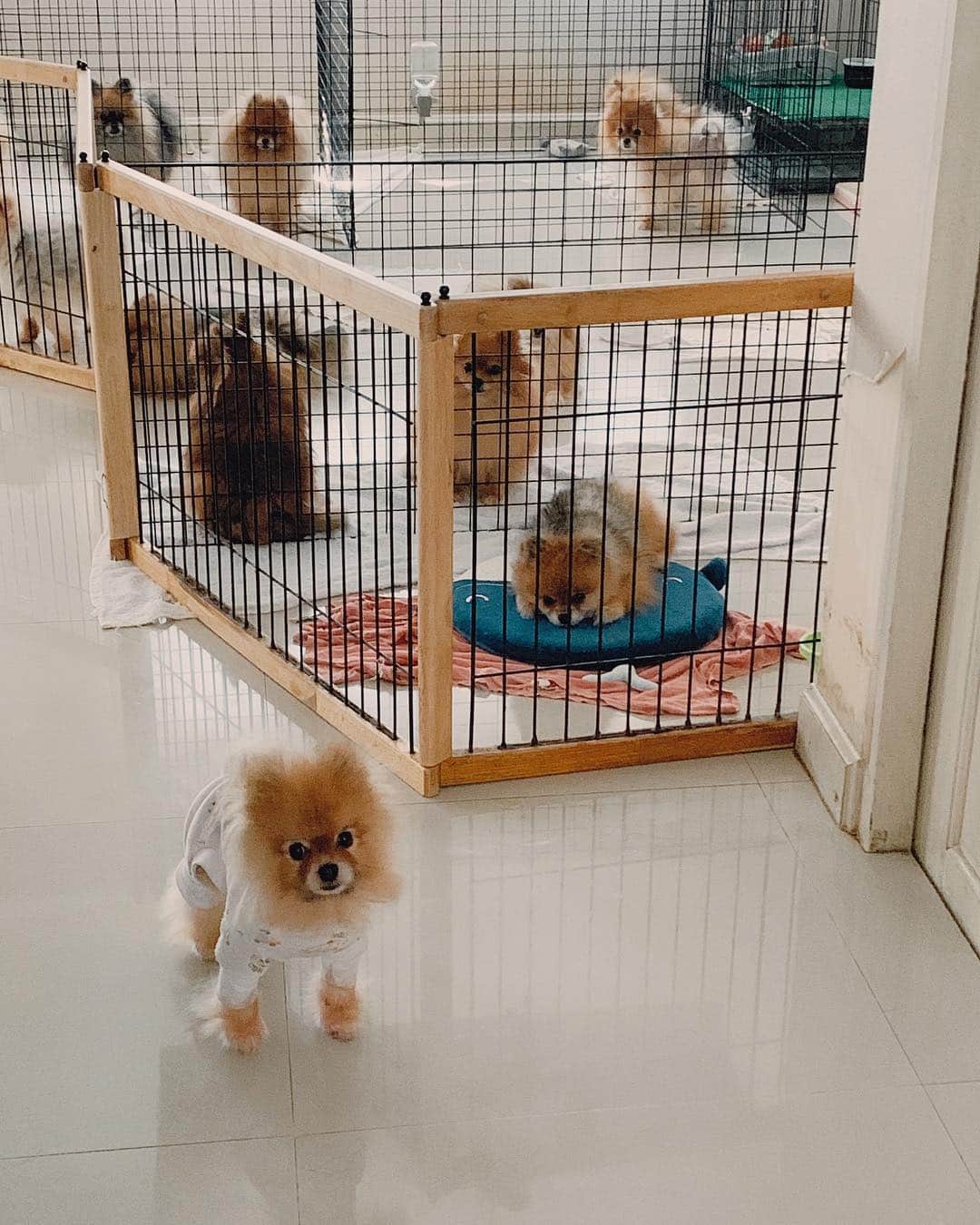 r_oseのインスタグラム：「Photobomb 🦊〰️」