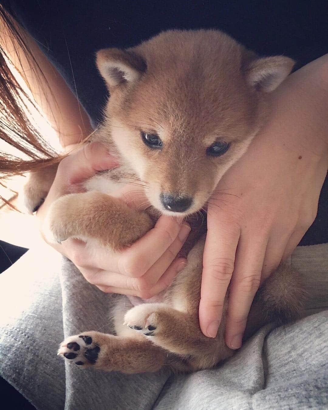 豆柴 サニーちゃんさんのインスタグラム写真 - (豆柴 サニーちゃんInstagram)「. . 今日は木曜日〜♫ ベイビーさにちゃんのお時間です🤗 . まだブリーダーさんとこにいる頃。 さにたん生後50日くらい🍼 . さにたんは4つ子ちゃん🐻🐻🐻🐻 みんなにちょっかいかけて わんプロ楽しんでるね〜😆 . ガルガル言ってるのは 多分さにちゃん🤣 まぁ！わんぱくだこと！ ラストの写真が物語ってるw . (以前にもアップしているものです🍀) . . #ベイビーサニー #わんぱくっ子 #わんプロ #4つ子ちゃん #生後50日くらい #50daysoldpuppy #tbt💕 #両手でちょん🐾 . #柴犬#豆柴 #赤柴 #まめしばいぬ#まめしば#いぬのきもち#ふわもこ部 #pecoいぬ部#pecotv#サンデイ#サンデイいぬ組#anicas #shiba_snap#todayswanko#west_dog_japan #shibainu #shiba#mameshiba#shibastagram #豆柴サニーちゃん」3月14日 17時45分 - sunny_rei_32