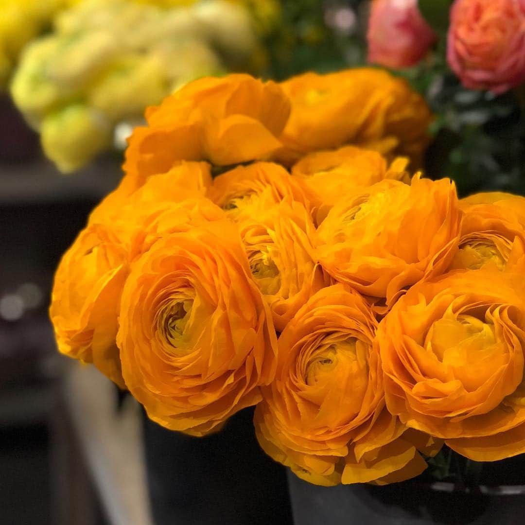 青山フラワーマーケットさんのインスタグラム写真 - (青山フラワーマーケットInstagram)「今日はホワイトデー。バレンタインデーにも花を贈りましょと言っておきながら、ホワイトデーもやっぱり花でしょって言わせてください。今が旬のラナンキュラスはかわいさ抜群、女子ウケ保証✨たとえ一輪でも花のプレゼントは印象に残ること間違いありません。#aoyamaflowermarket#flower #ranunculus #livingwithflowerseveryday #whiteday #青山フラワーマーケット#フラワー#ラナンキュラス#ホワイトデー#花のある暮らし」3月14日 17時46分 - aoyamaflowermarket
