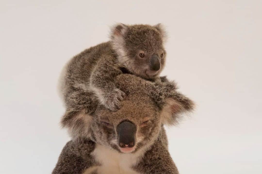のインスタグラム：「Photo by @joelsartore | Koalas earned the nickname "koala bear" because of their resemblance to a teddy bear. "Koala" is derived from an Aboriginal term for "no drink," fitting since koalas get almost all their moisture from the leaves they eat and rarely drink water! Photo taken @wildlifewarriorsworldwide. To see a Photo Ark image of this species, follow me @joelsartore. #koala #koalabear #PhotoArk」