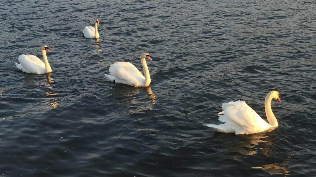 がんちゃんさんのインスタグラム写真 - (がんちゃんInstagram)「神戸川に白鳥さんが居たよ〜🦢🦢🦢 てんタッキーも興味津々！犬も怖がらない堂々とした姿でした😊 正確にはコハクチョウみたい。24羽の群れでした。」3月14日 18時27分 - kota2ann