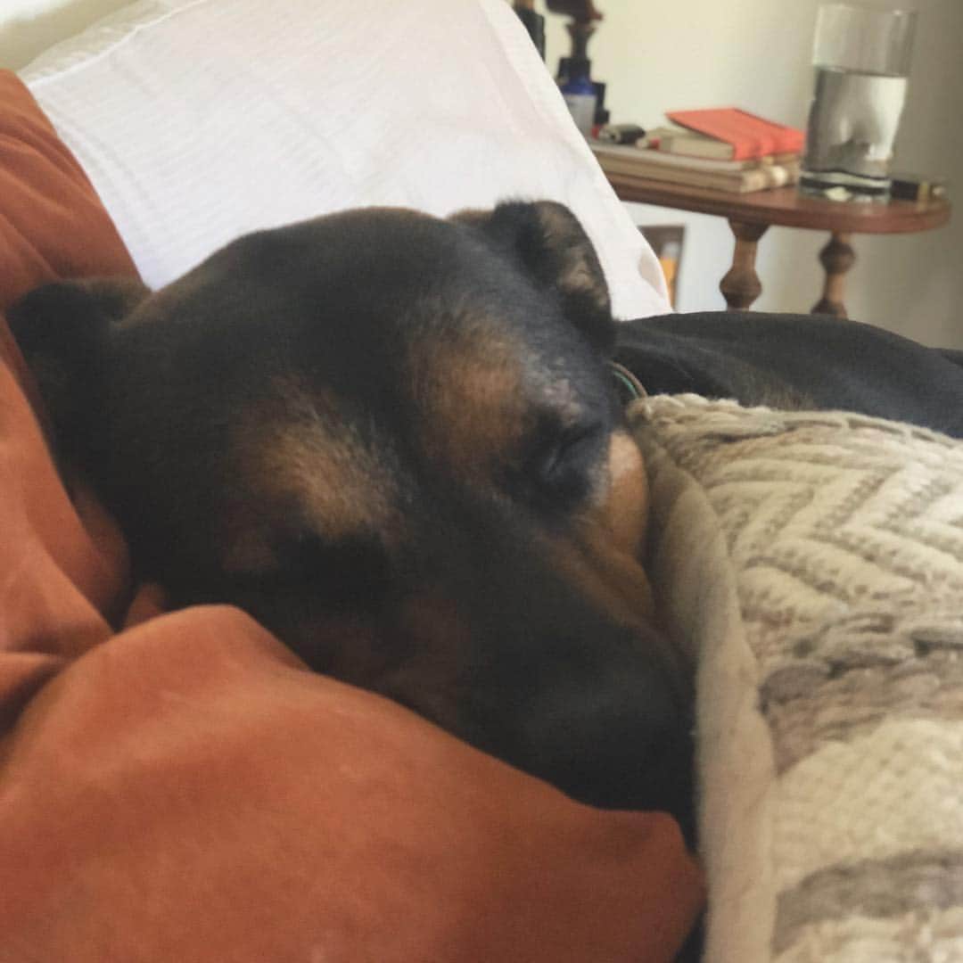 ブリアナ・エヴィガンのインスタグラム：「❤️#maxthecomebackdog」