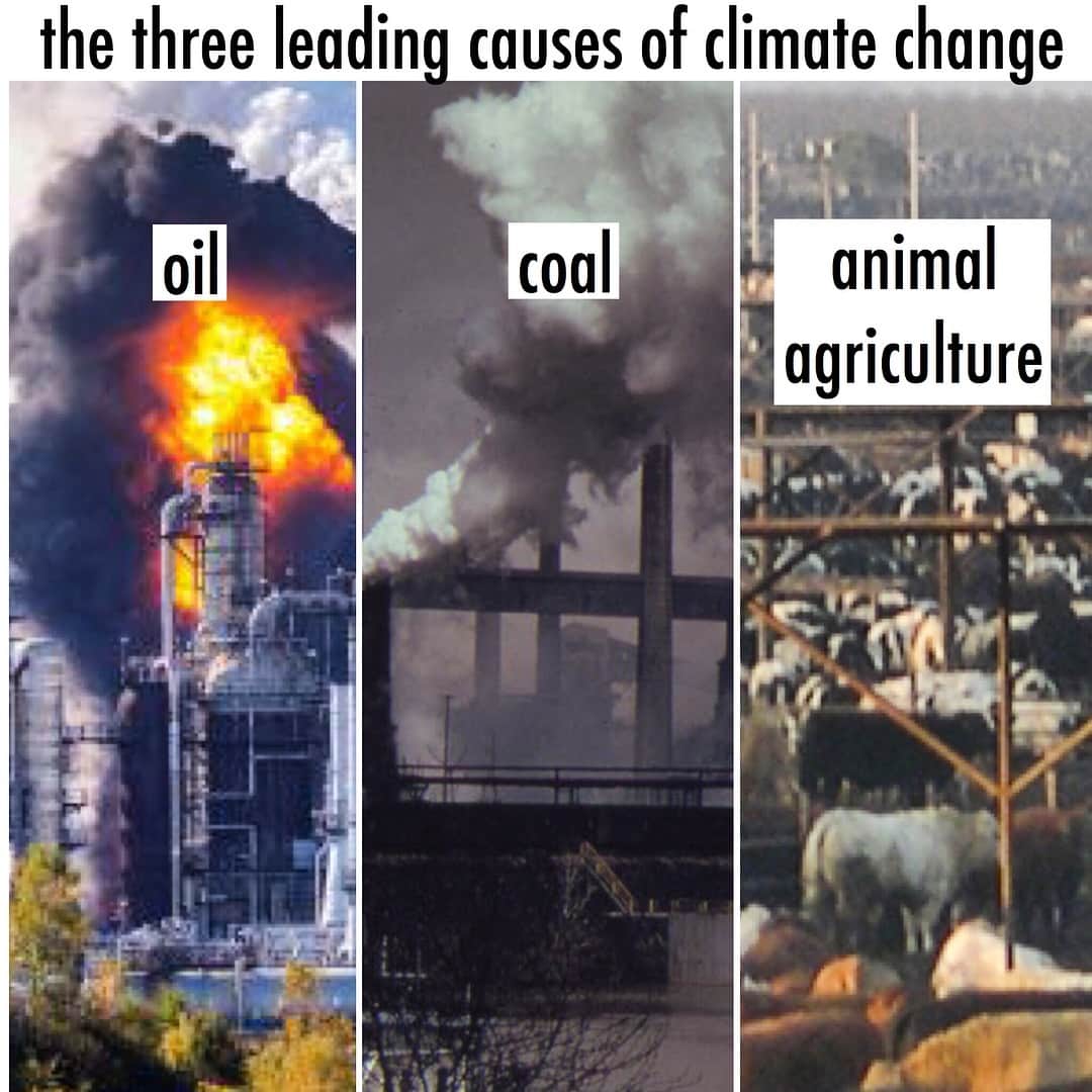 モービーさんのインスタグラム写真 - (モービーInstagram)「A reminder: the three leading causes of #climatechange are: Oil, Coal, Animal Agriculture. You quite literally can’t be serious about addressing climate change without working towards ELIMINATING all 3. @greenpeaceusa @greenpeace @ocasio2018 @berniesanders @gretathunberg @unfccc @elizabethwarren @kamalaharris @betoorourke @johnhickenlooper @pete.buttigieg @speakerpelosi @thecrookedmedia @motherjonesmag @thedemocrats @dccc @dscc @gavinnewsom @nygovcuomo “the time of animal agriculture in climate change is the real inconvenient truth”-Al Gore」3月14日 9時56分 - moby