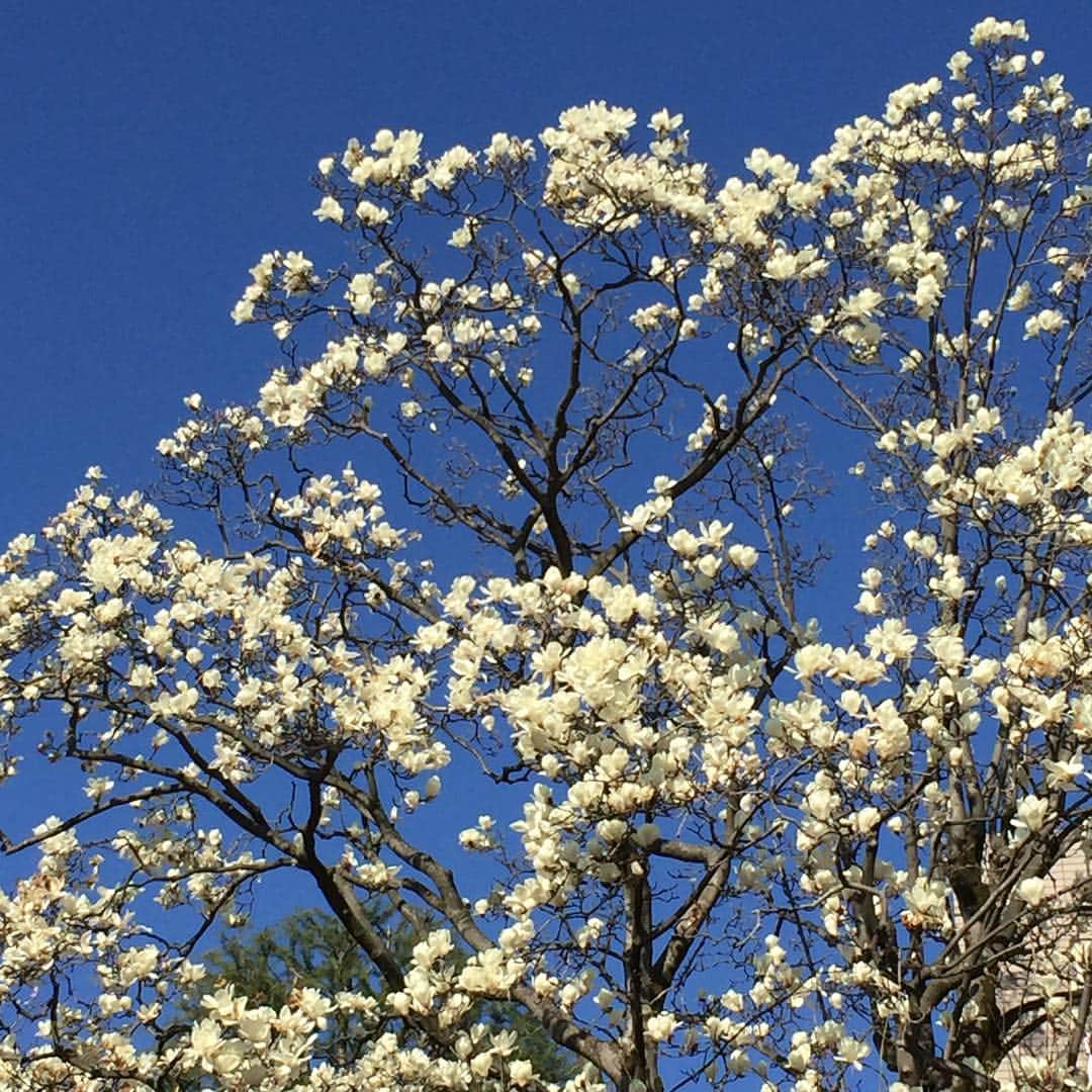 大手小町さんのインスタグラム写真 - (大手小町Instagram)「春ですね。移動中に空を見上げて。  #otekomachi」3月14日 10時33分 - otekomachi