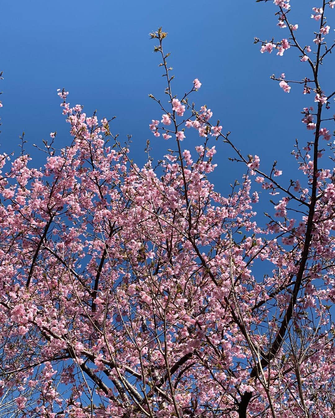 BoAのインスタグラム：「今年の桜🌸もキレイ😍」