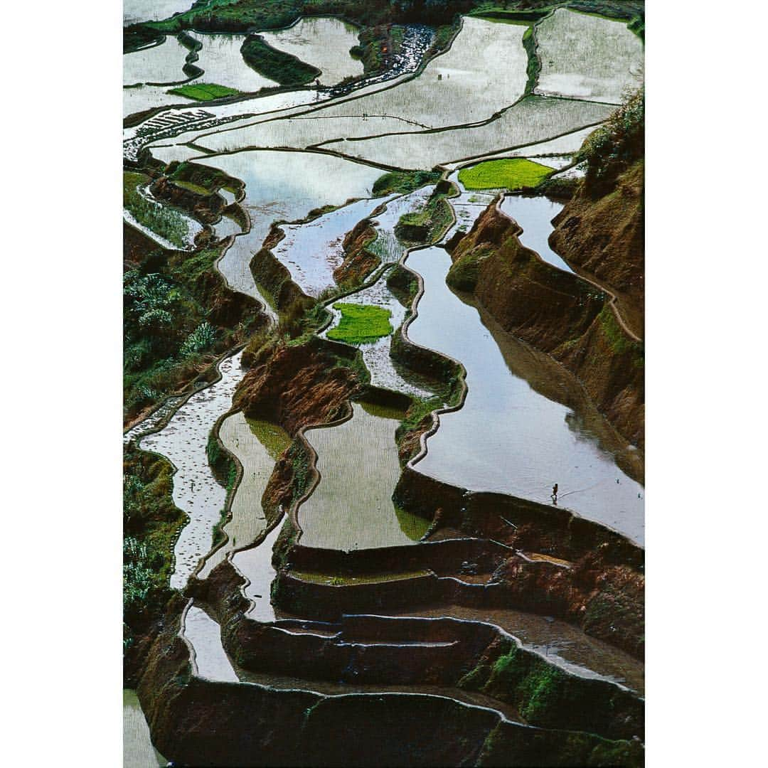 スティーブ・マカリーさんのインスタグラム写真 - (スティーブ・マカリーInstagram)「Rice Fields, #Banaue, #Philippines, 1986.」3月14日 11時02分 - stevemccurryofficial