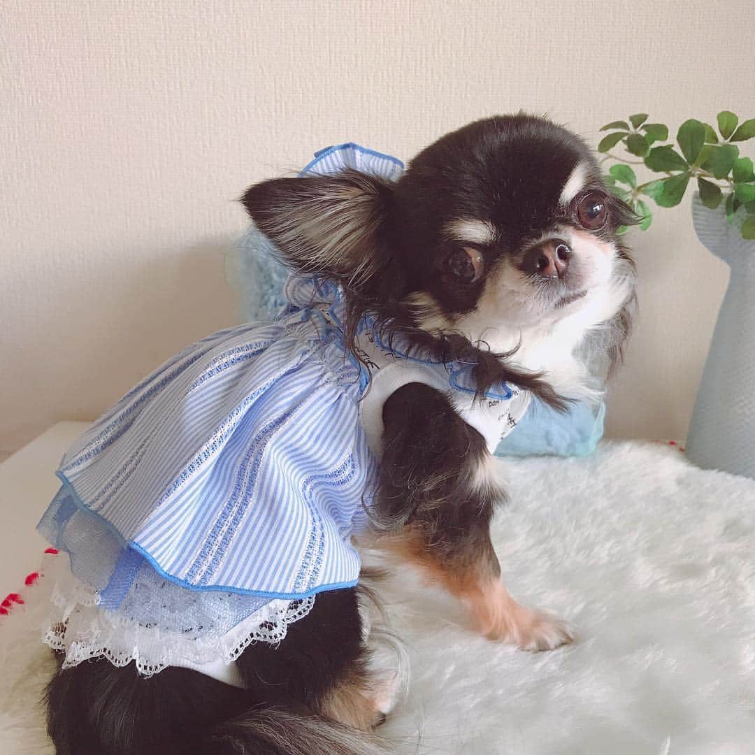 kayoのインスタグラム：「* * インスタなおった？ * * Melon💗 * * #インスタ不具合 #chihuahua#chihuahualove#dogstgram#dog#instadog#チワワ#チワワ大好き * *」
