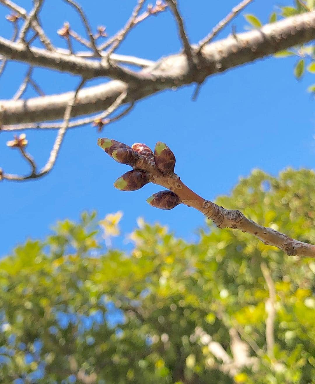 江川清音さんのインスタグラム写真 - (江川清音Instagram)「﻿ さーやんやん桜🌸﻿ さくらプロジェクト2019が始動しています🤗✨﻿ ﻿ 私は毎年同じ桜の木の生長を見守っています💕﻿ ﻿ 3/13→3/8→3/6→3/4→2/28﻿ ﻿ 少しずつ大きくなっていく蕾🌱﻿ それと共に、段々と親心も芽生えてきます✨✨﻿ ﻿ #桜 #さーやんやん桜 #さくらプロジェクト #さくらプロジェクト2019 #さくら #桜の生長 #マイ桜 #勝手にさくプロ大使」3月14日 11時24分 - egawasayane