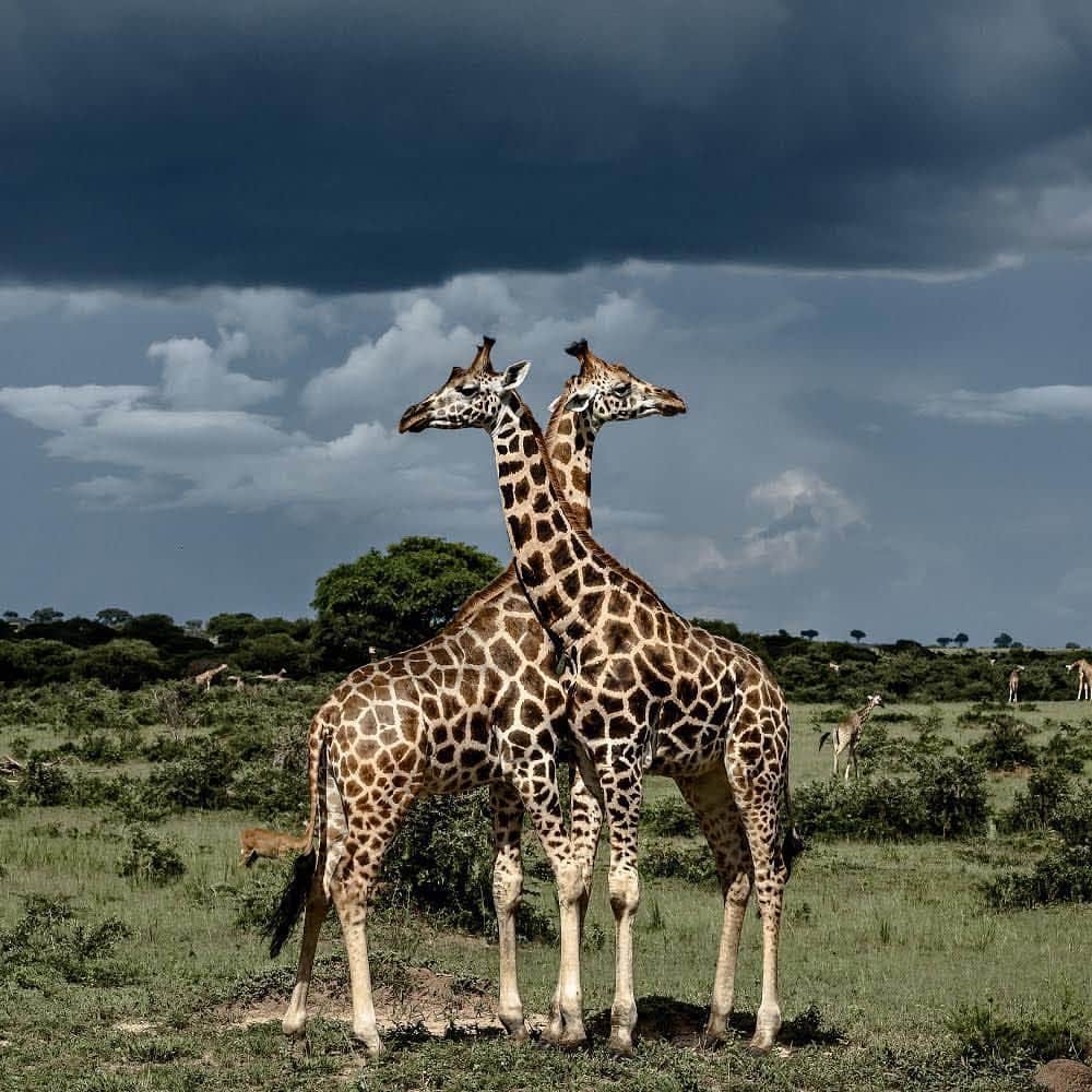 thephotosocietyさんのインスタグラム写真 - (thephotosocietyInstagram)「Photo by @lucianocandisani ( Luciano Candisani ). Girafes , Murchison Falls National park, Uganda. @ilcp_photographers @natgeo @lucianocandisani #lucianocandisani #candisani #fotografia #natureza #fotografiadenatureza #uganda #africa #girafas #girafa #natureza」3月14日 11時34分 - thephotosociety