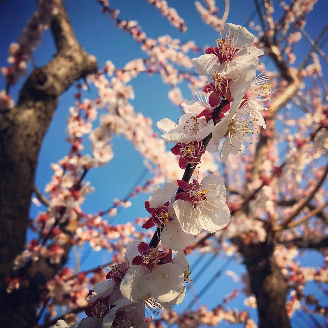 井俣太良のインスタグラム：「今日は、 梅が可愛らしく咲いております🌸 そして、桜が咲いて舞い散る頃、 その時は、 いよいよ薄桜鬼の本番ですな⚔ さあ、鬼となれ👹  #ミュージカル薄桜鬼 #薄ミュ」