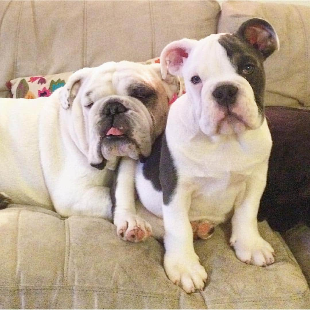 Bodhi & Butters & Bubbahさんのインスタグラム写真 - (Bodhi & Butters & BubbahInstagram)「Sometimes we have to look at our past blessings to be able to clearly see our current ones 💕 . . . . #blessed #positivevibes #love #light #bulldog #remember #bestoftheday」3月14日 11時51分 - keonistuff