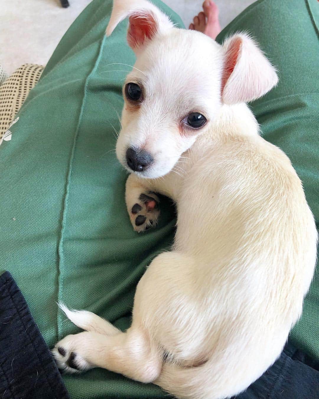 scottlippsさんのインスタグラム写真 - (scottlippsInstagram)「This sweet little man , Milo.. check out @thelabellefoundation for so many amazing puppies that need a foster or permanent home #puppy #love」3月14日 12時01分 - scottlipps