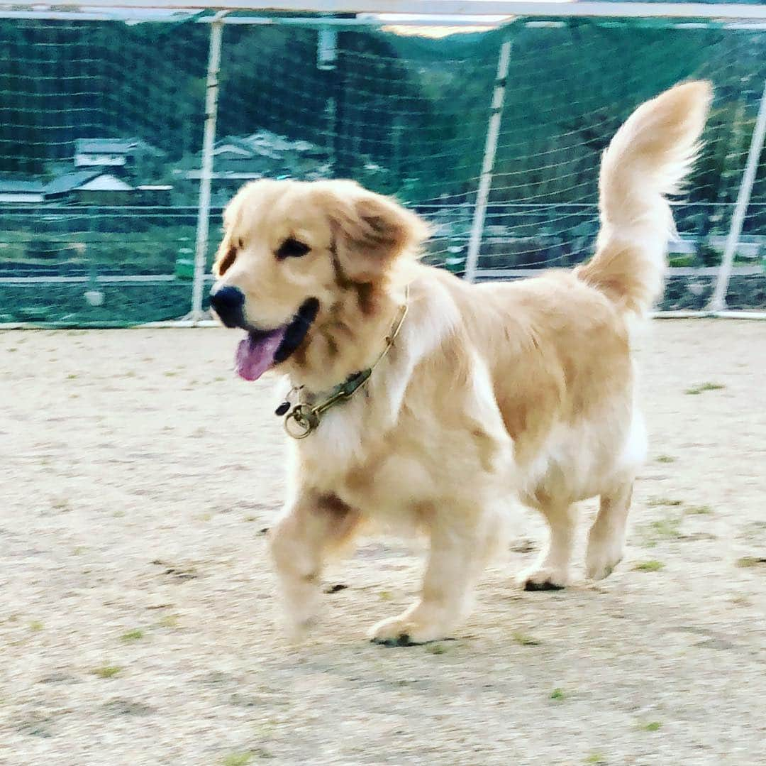 篠原信一さんのインスタグラム写真 - (篠原信一Instagram)「小鉄とニコの大冒険🐾🌀 ボール遊びに🎾追いかけっこ💨 #柴犬 #しばいぬ #ゴールデンレトリバー #小鉄とニコの大冒険  #shibainu #shibainulover #shibainutoday #shibainuinstagram #shibainudaily #shibainusofinsta #golden #goldenretriever #goldenretrieverlover #goldenretrievertoday #goldenretrieverinstagram #goldenretrieversofinsta #goldenretrieverdaily」3月14日 12時06分 - kotetu__niko