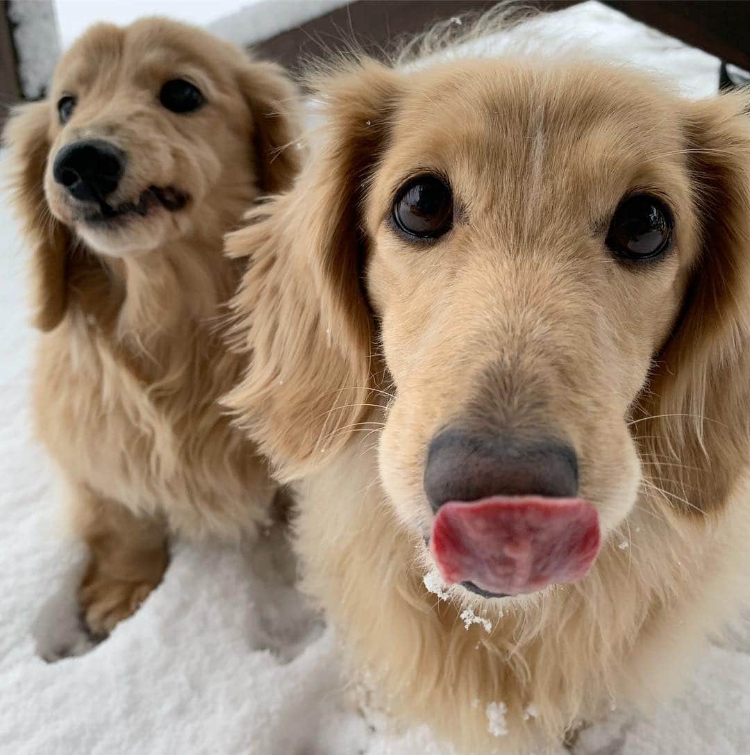 ハッチ＆ニコのインスタグラム：「Good morning ☃️ 今朝はすっかり冬に逆戻り  #カメラ嫌い同好会 #pecoいぬ部 #犬の生活が第一 #癒しわんこ #dachshund #犬バカ部 #短足部 #ふわもこ部 #tokyocameraclub #東京カメラ部」