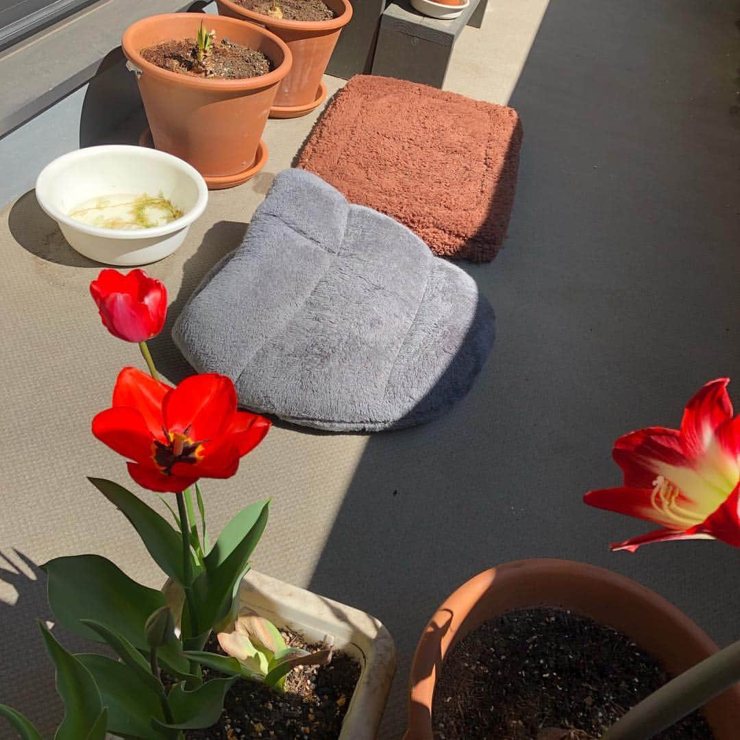 佐伯紅緒さんのインスタグラム写真 - (佐伯紅緒Instagram)「晴れたのでベランダでネコズのクッションを干しています。 アマリリスに次いでチューリップが咲き始めました。  今日も良い日を✨」3月14日 12時27分 - beniosaeki