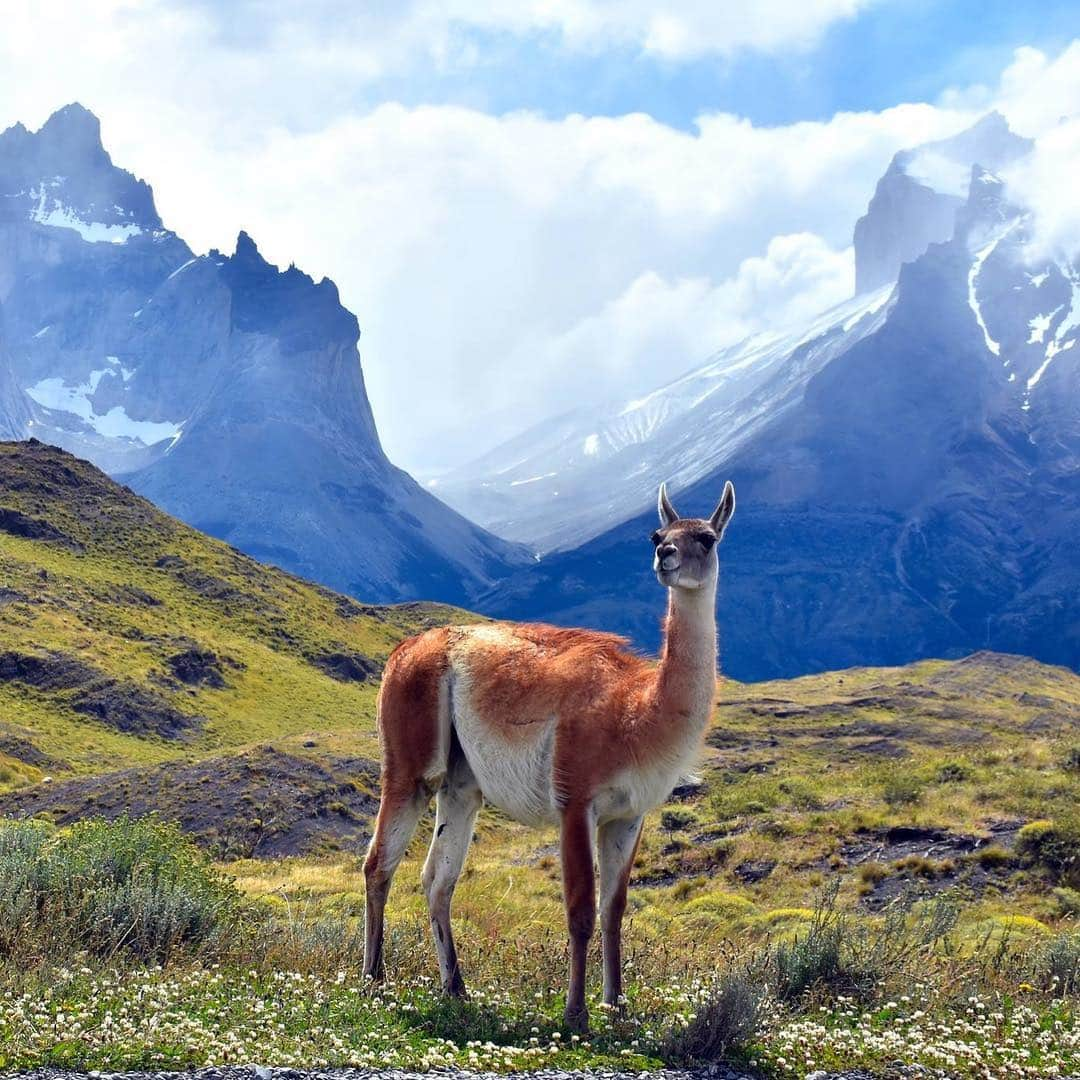 アメリカ自然史博物館さんのインスタグラム写真 - (アメリカ自然史博物館Instagram)「Have you ever heard of the guanaco (Lama guanicoe)? It’s a member of the family Camelidae, which includes camels and llamas. This adaptable South American native can be found across the continent, living in a variety of habitats with its herd, including in deserts and forests. The main predator it has to watch out for? The puma. But living in a group helps the guanaco survive. When a predator approaches, one guanaco will raise the alarm to warn the rest of the group, so individuals can spend more time grazing and less time watching for potential foes. Photo: Georgibulgaro」3月14日 12時21分 - amnh