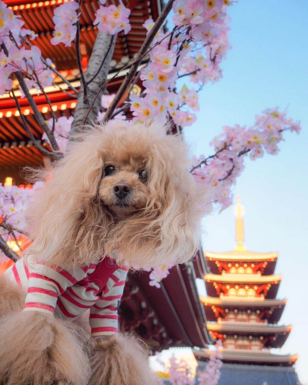 Toypoodle Mikuru?Asakusa Tokyoさんのインスタグラム写真 - (Toypoodle Mikuru?Asakusa TokyoInstagram)「20190314 Thursday. Good morning! Friends 💓 やっと木曜日かぁ... . ❶ 浅草寺も桜🌸マンカーイ🤣（造花） ❷ 崩れた！みくるの法則動画😅 ❸ 24時間桃尻ですから💪🏻 . 定時ダッシュ💨の女王でした。 それはもう過去の栄光🥺 . #浅草寺 #五重の塔 #桜 . ☑️インスタの調子悪くて朝更新出来ませんでしたー😅」3月14日 12時28分 - purapura299