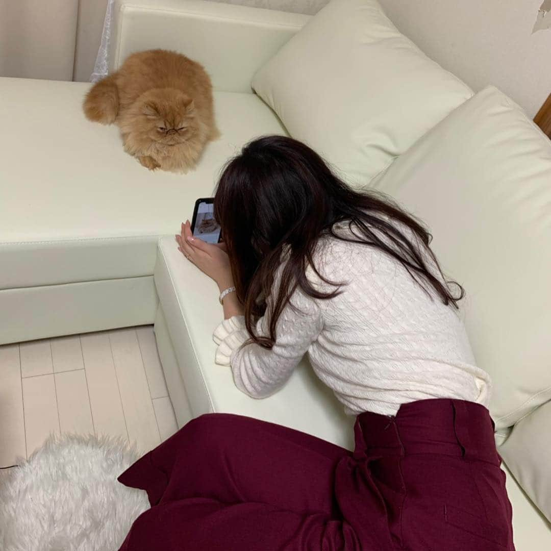 尻無浜冴美さんのインスタグラム写真 - (尻無浜冴美Instagram)「ボンちゃん(=^ェ^=)﻿ この顔たまらん💓💓﻿ せな(@senapuu )の飼ってる#ペルシャ猫 ちゃん、毛が長くってゴージャスだった😳💖﻿ ﻿ 中学時代、一緒の事務所でレッスンしたり番組出たり苦楽を共にした仲間👍﻿ 昨日は久しぶりに会えて嬉しかったな〜(〃ω〃)﻿ ﻿ ﻿ #猫﻿ #ネコ﻿ #ぺるしゃねこ﻿ #ねこ #ねこすたぐらむ  #ねこのきもち #ねこ部  #ねこ好き #ネコスタグラム  #cat #catstagram  #オスカープロモーション  #ニコラモデル #ニコモ #ラブベリー #ラブベ  #ティーン誌 ﻿」3月14日 12時41分 - saemi_shinahama