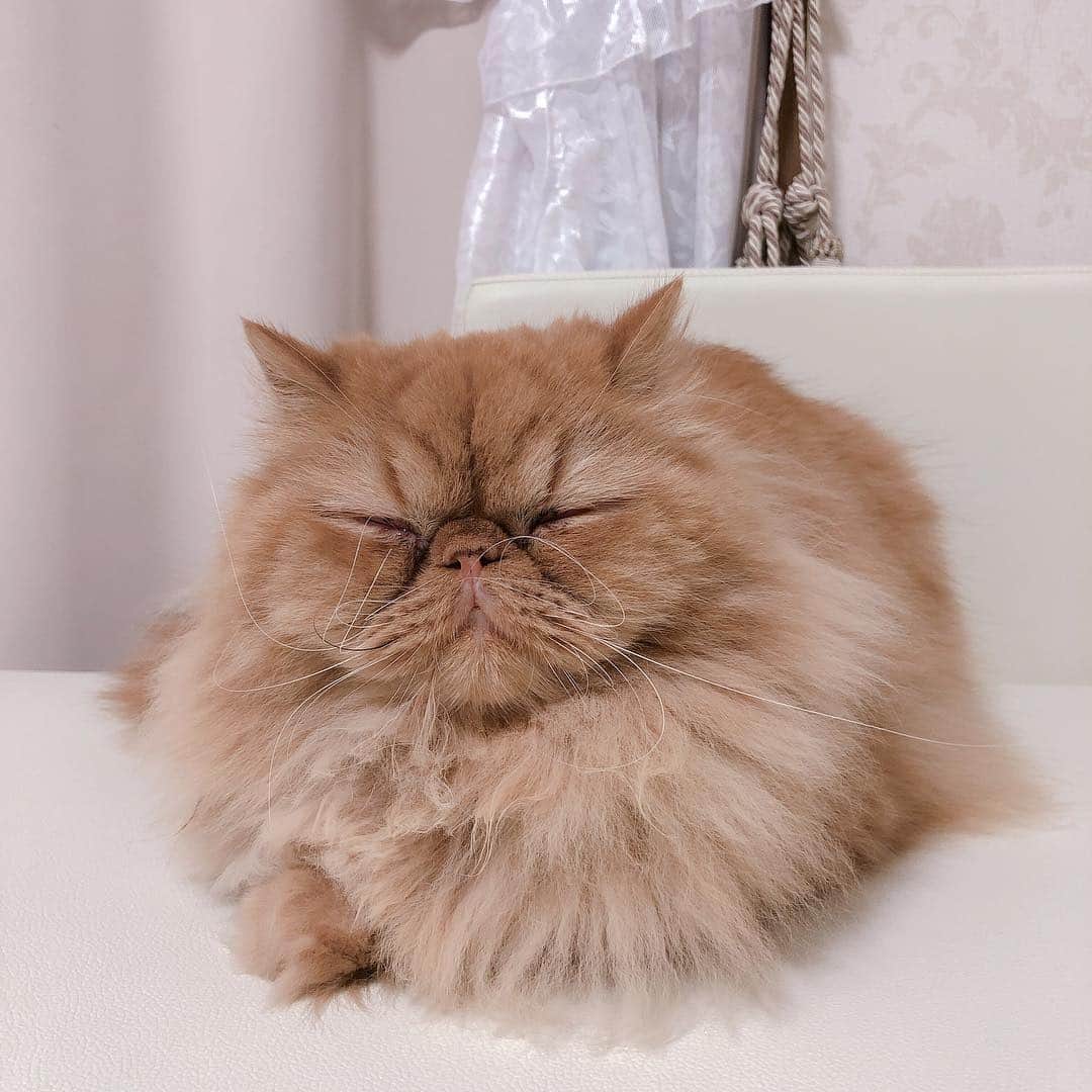 尻無浜冴美のインスタグラム：「ボンちゃん(=^ェ^=)﻿ この顔たまらん💓💓﻿ せな(@senapuu )の飼ってる#ペルシャ猫 ちゃん、毛が長くってゴージャスだった😳💖﻿ ﻿ 中学時代、一緒の事務所でレッスンしたり番組出たり苦楽を共にした仲間👍﻿ 昨日は久しぶりに会えて嬉しかったな〜(〃ω〃)﻿ ﻿ ﻿ #猫﻿ #ネコ﻿ #ぺるしゃねこ﻿ #ねこ #ねこすたぐらむ  #ねこのきもち #ねこ部  #ねこ好き #ネコスタグラム  #cat #catstagram  #オスカープロモーション  #ニコラモデル #ニコモ #ラブベリー #ラブベ  #ティーン誌 ﻿」