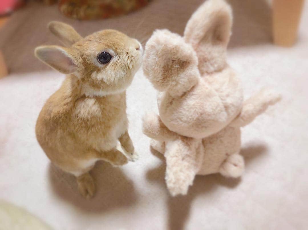 ラン?さんのインスタグラム写真 - (ラン?Instagram)「クンクン♡ もふもふ(っ^ω^c)モフ曜日♡ ランさんも羽根付けたら一緒に飛べそうだね˙˚ʚ(*´꒳`*)ɞ˚˙💓💞 ☆ 昨日はInstagram投稿できなかったり、見れなかったりへんだったょね？直ってよかった(^-^) ☆ #うさぎ #ネザーランドドワーフ #rabbit #bunny #bunnystagram  #rabbitstagram  #cute  #かわいい #ふわもこ部  #もふもふ  #zip写真部  #アニマル写真部 #instagramjapan #netherlanddwarf #うさぎと暮らす  #うさぎのいる暮らし #癒し #kawaii #ランちゃん  2019.03.13」3月14日 12時42分 - mofumofuusako