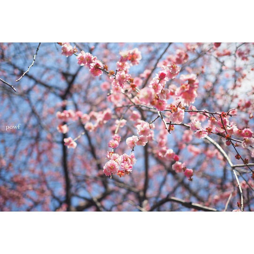 anemone_69さんのインスタグラム写真 - (anemone_69Instagram)「. #しだれ梅 . . #umeblossom #ウメ #梅 . .」3月14日 12時50分 - powf