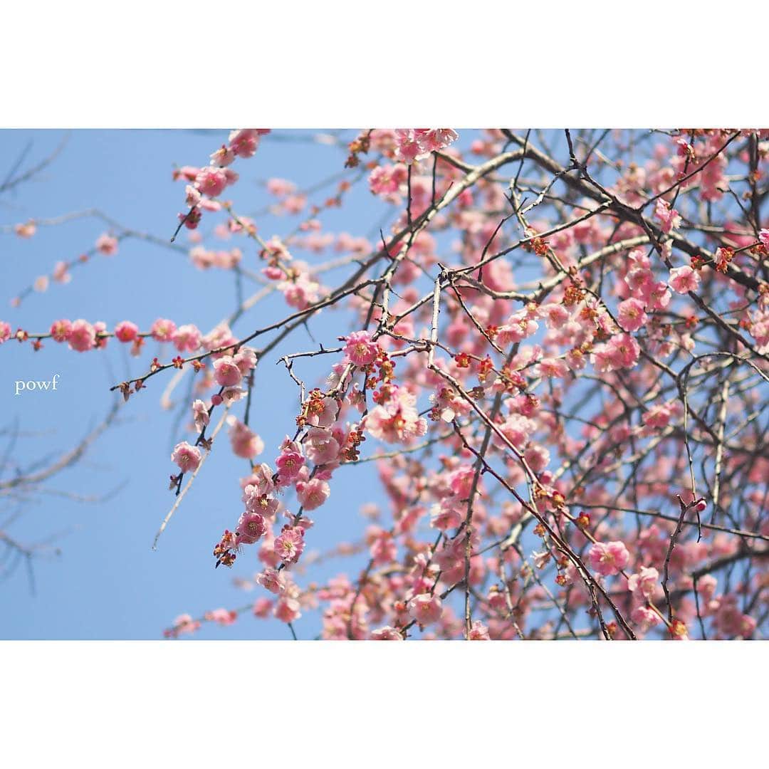 anemone_69のインスタグラム：「. #しだれ梅 . . #umeblossom #ウメ #梅 . .」