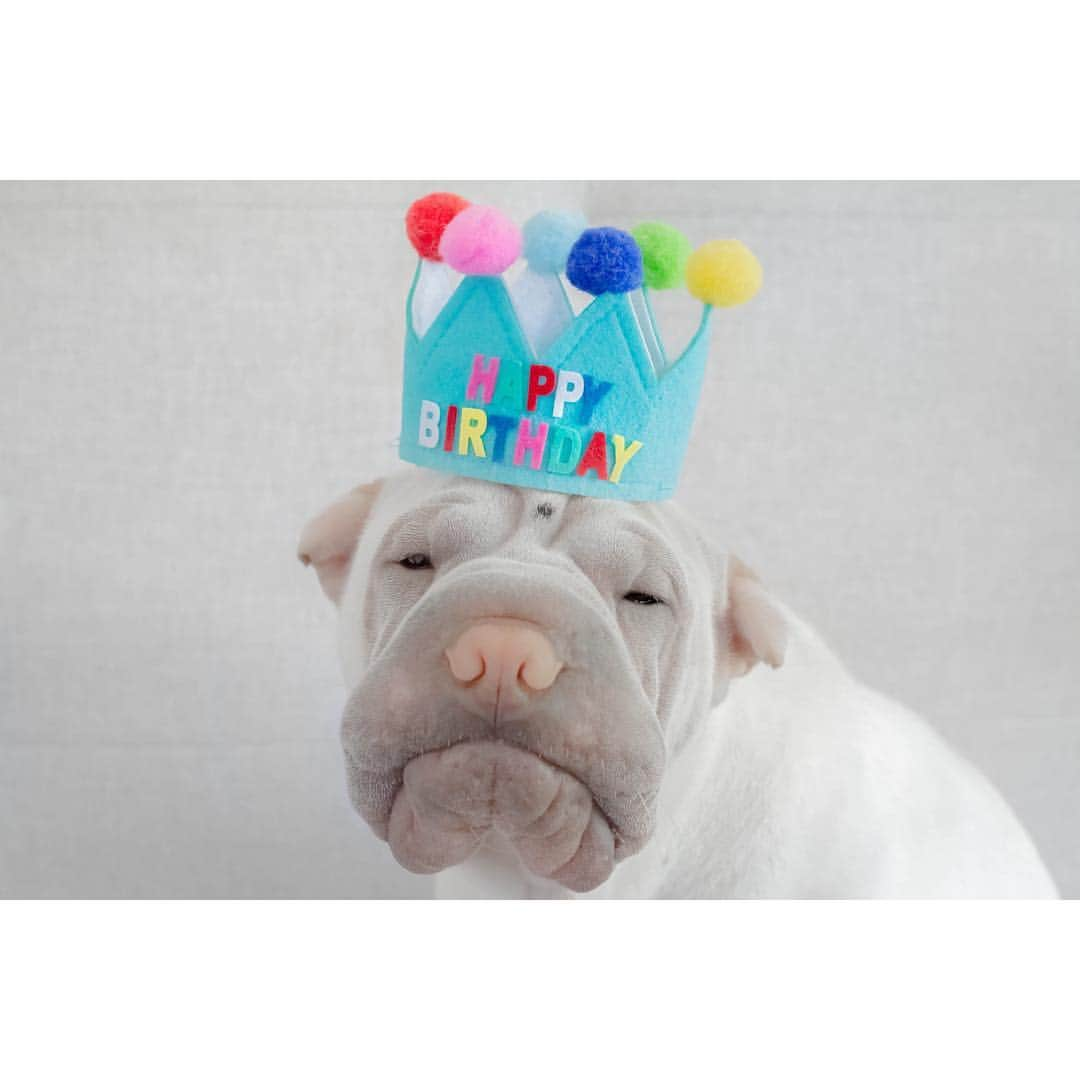 annie&pADdinGtoNさんのインスタグラム写真 - (annie&pADdinGtoNInstagram)「I turned 1 🎈 #happybirthday #lambington #1 #party #sharpei #sharpeisofinstagram #instagood #weeklyfluff #sharpeipuppy #puppylove #bark #bakred #dog #doggo #dogs #dogsofinstagram #puppy #puppylove #puppiesofinstagram #bark #barked #love #partyhat #iloveyoutothemoonandback」3月14日 12時58分 - anniepaddington