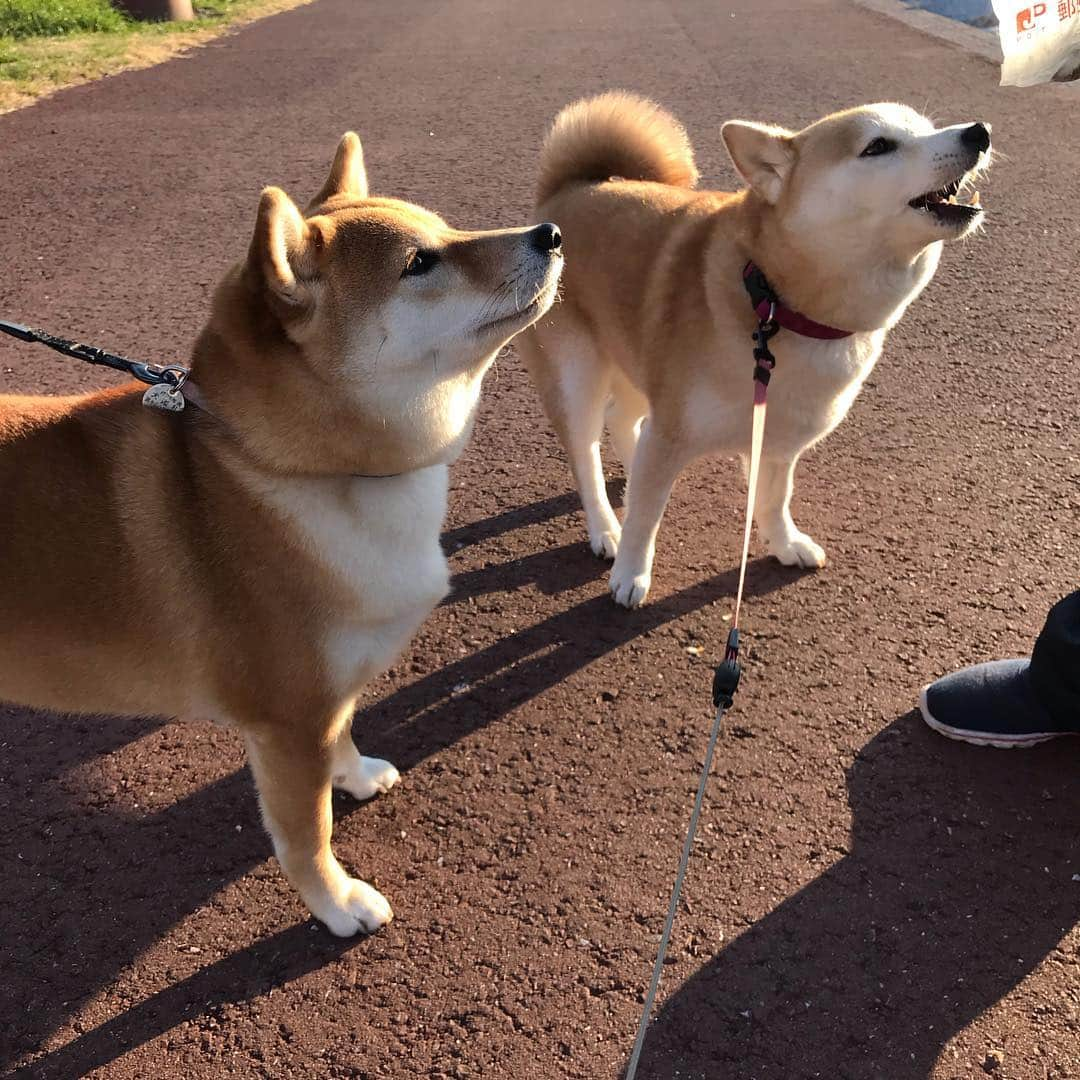 柴犬のモモさんのインスタグラム写真 - (柴犬のモモInstagram)「おはようございます。お友達ワンコと一緒に、おばちゃんにおやつおねだり #いぬ #イヌ #犬 #柴犬 #赤柴 #日本犬 #犬バカ部 #ふわもこ部 #いぬら部 #癒しわんこ #柴犬マニア #犬のいる暮らし #口角キュキュッと部 #shiba #shibainu #shibadog #dogstagram #dogsofinstagram #shibastagram #shibasofinstagram #shibamania #inu #instadog #toyota_dog」3月14日 13時00分 - shi_ba_i_nu_momo