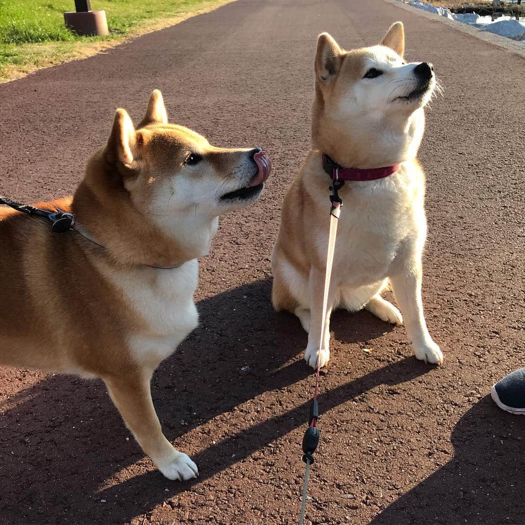 柴犬のモモさんのインスタグラム写真 - (柴犬のモモInstagram)「おはようございます。お友達ワンコと一緒に、おばちゃんにおやつおねだり #いぬ #イヌ #犬 #柴犬 #赤柴 #日本犬 #犬バカ部 #ふわもこ部 #いぬら部 #癒しわんこ #柴犬マニア #犬のいる暮らし #口角キュキュッと部 #shiba #shibainu #shibadog #dogstagram #dogsofinstagram #shibastagram #shibasofinstagram #shibamania #inu #instadog #toyota_dog」3月14日 13時00分 - shi_ba_i_nu_momo