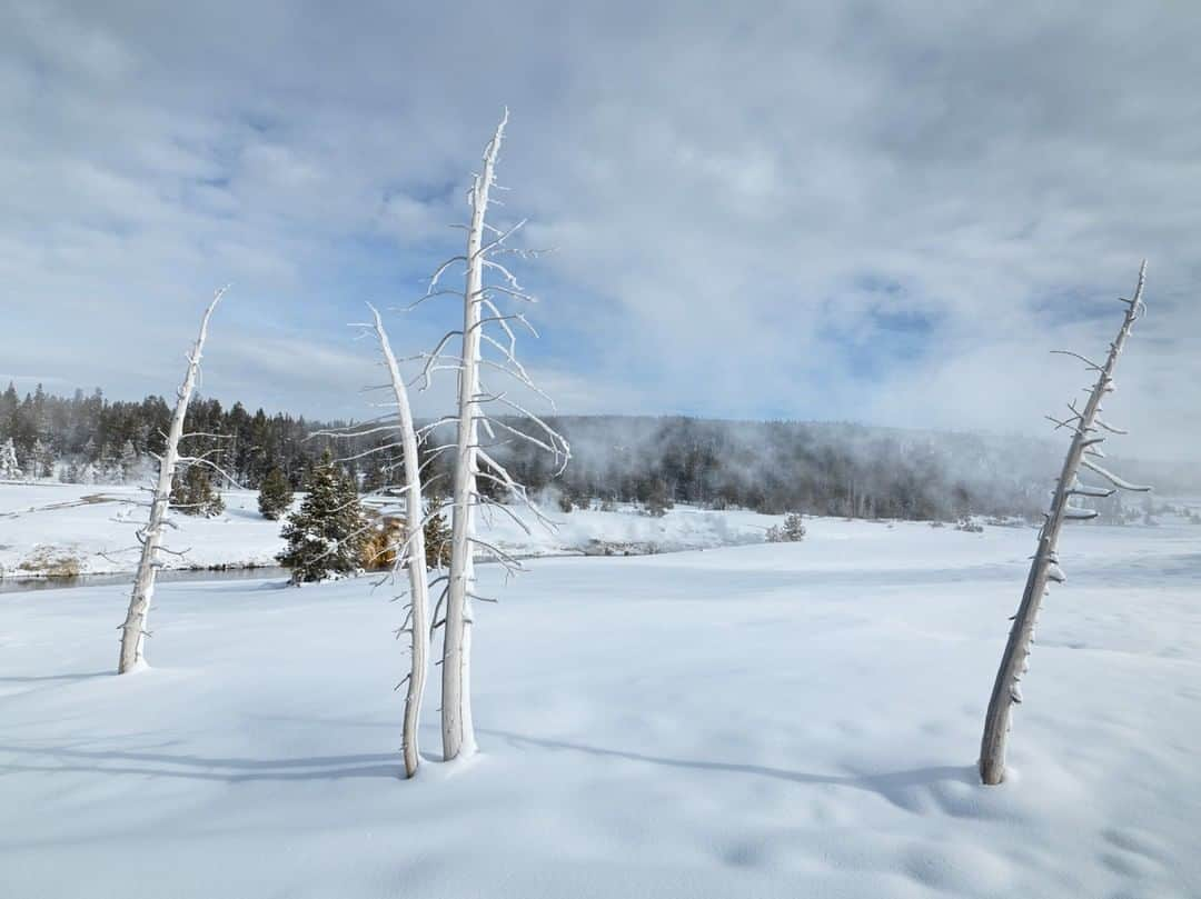 National Geographic Travelさんのインスタグラム写真 - (National Geographic TravelInstagram)「Photo by @michaelclarkphoto | Dead trees near Old Faithful in Yellowstone National Park on a snowy winter day in Wyoming. #ghosttrees #yellowstone #wyoming」3月14日 13時05分 - natgeotravel