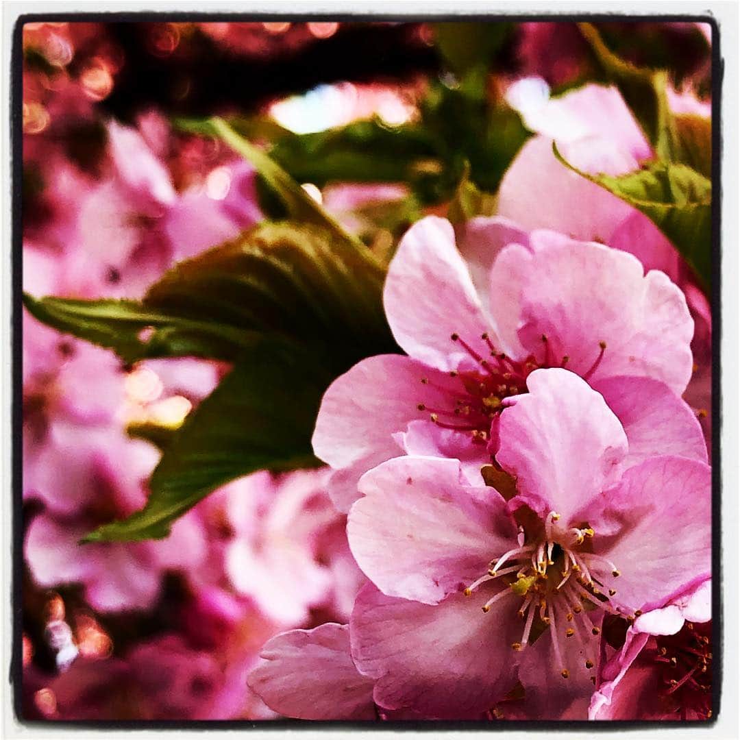 浅岡雄也さんのインスタグラム写真 - (浅岡雄也Instagram)「春すね╰(*´︶`*)╯♡」3月14日 13時12分 - uyax_asaoka