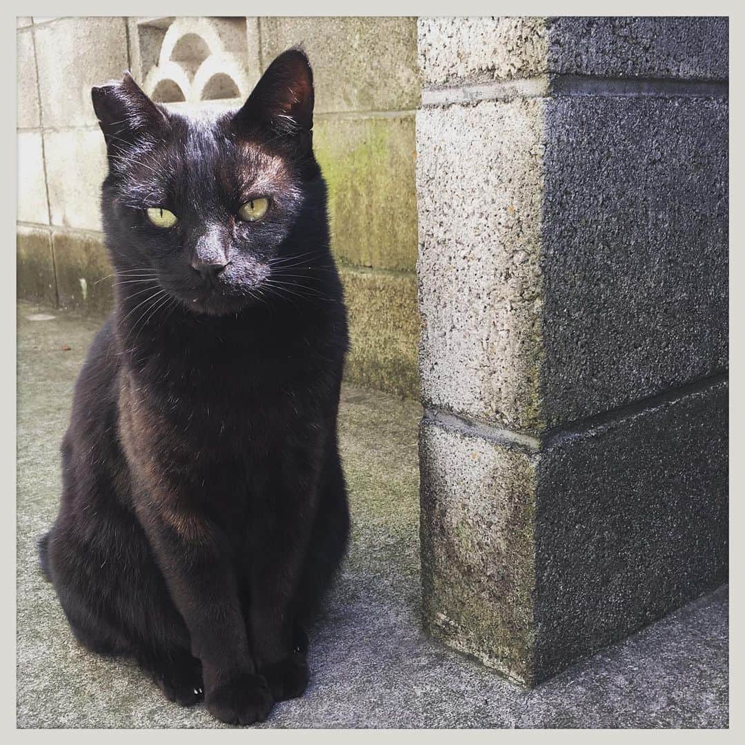 のインスタグラム：「片割れクロちゃん。 かなり近くまで来るようになったけどお触りはNG。」