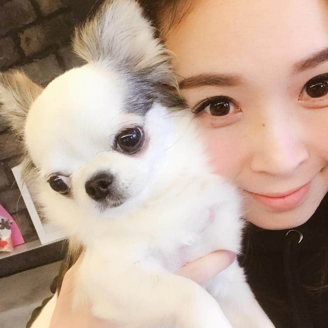 愛内里菜のインスタグラム：「お眠な﻿ いっちゃんとおはよー😑☀️﻿ の写真🤳﻿ ﻿ 何故だか 昨日の夜中から？﻿ インスタがアップできないやん😵😵﻿ ﻿ それが気になって寝不足、、、💀﻿ ﻿ イチゴパイもつられて寝不足😑﻿ ﻿ #bonboncopine#ボンボンコピーヌ#愛犬#chihuahua #犬  #치와와  #dog #instadogs #dogstagram #doglover#チワワ #チワワ部#poodle#toypoodle#わんこ #癒しわんこ#イヌスタグラム  #instapet #ペット#犬のいる暮らし#わんすたぐらむ#pet#垣内りか#愛内里菜」