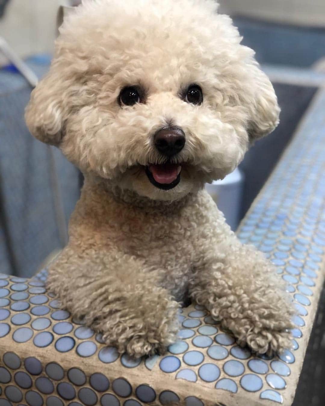 シン・セギョンのインスタグラム：「목욕 전 후 #사랑이」