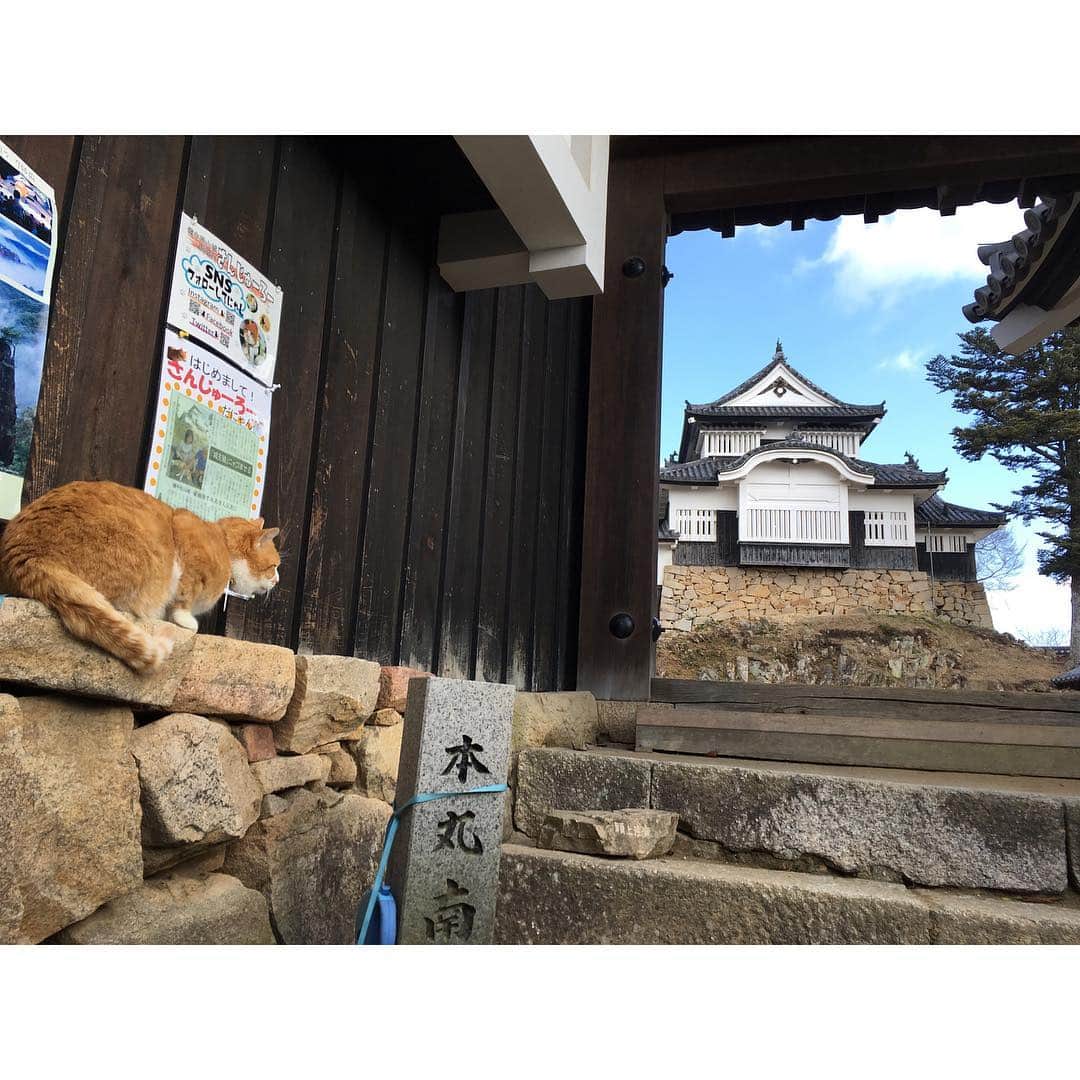 eclat.magazineさんのインスタグラム写真 - (eclat.magazineInstagram)「エクラ4月号の山城取材で、岡山県高梁市にある備中松山城を訪れました。  小松山の本丸には、昨年の豪雨の後にやってきた猫城主の「さんじゅーろー」がいます。そんなご褒美が待っていれば、登山も楽勝☆  雲海の中の山登りもオツですよ。そして石垣のあるエリアだけでなく、ぜひ一番奥の中世の城跡、大松山まで探検してみてください。  個人的に、さんじゅーろーと並んでグッと来たのが、天守内備品のスリッパ（写真5枚目）。これさえあれば、オフィスや自宅でいつでも城主な気分。あくまで履き手が主人公なので、猫城主のイラストなど入れず、ジェンダーフリーの緑一色このままでのおみやげ化を切望します。  城下の武家屋敷は簡素な造りで、藩の遺風を感じさせるようでした。旧折井家のお辞儀ロボットが実にレトロでいい感じ。ドラえもんに代替わりができるであろう22世紀を夢見て、腰を労わりつつ、これからも頑張っていただきたい。 その近くの小堀遠州作の庭園がある頼久寺もおすすめ。4～6月にはつつじやさつきが咲いて美しいそうですよ✨ （編集B） #山城 #お城 #歴女 #岡山県 #晴れの国 #高梁市 #備中松山城 #猫城主 #さんじゅーろー @sanju_ro_ #ねこすたぐらむ #catstagram #武家屋敷 #こちらの侍動きます #城下町 #旧折井家 #頼久寺 #小堀遠州 #その他の観光地 #吹屋 #ベンガラ #広兼邸 #八つ墓村  #成羽美術館 #サンライズ出雲 #伯備線 #備中高梁駅 #やくも #381系 #okayama #japantrip」3月14日 13時38分 - eclat.magazine