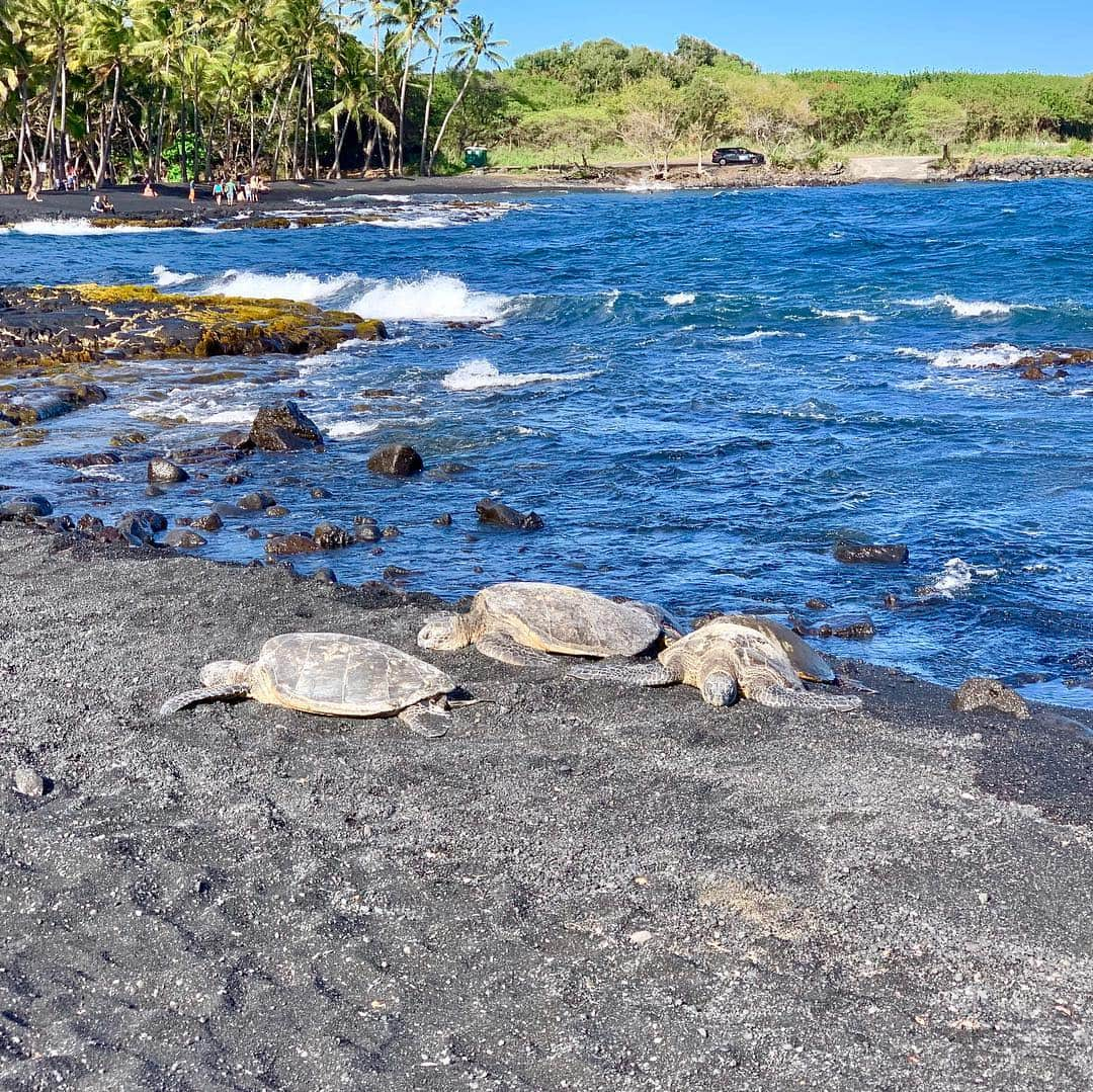 Instagenic Hawaiiさんのインスタグラム写真 - (Instagenic HawaiiInstagram)「ハワイ島南部にあるのがプナルウ黒砂海岸は、溶岩が堆積した真っ黒の砂浜が広がるビーチ⛱ハワイ島ならではの景色を楽しめます。そして、ウミガメにも出会える場所です🐢ウミガメを見つけても、近づいたり、触ったり、エサをあげたりはしないでくださいね。  #hawaii #bigisland #blacksandbeach #beach #black #turtle #travel #ハワイ #ハワイ島 #黒砂海岸 #黒 #カメ #旅行 #ビーチ #honu」3月14日 13時40分 - gohawaii_jp