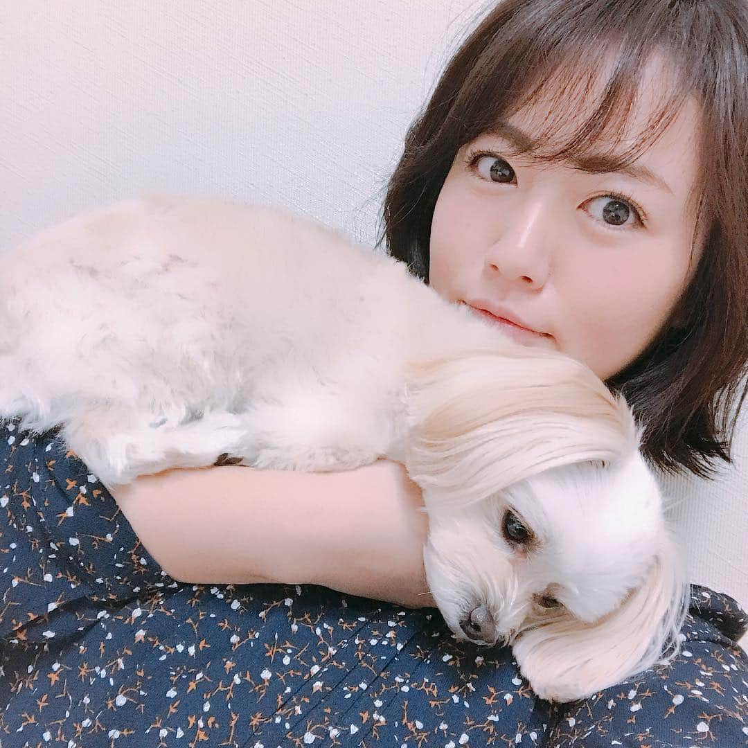 磯山さやかさんのインスタグラム写真 - (磯山さやかInstagram)「愛犬の鼻の下の毛が好き。 ヒゲみたいだし、たまに口に入ってニコちゃんマークみたいになるし、寝癖もつくし。笑 って撮ってると、 「もうヤダー、撮らないで！」って体を横にして撮影を防御。 たまらなく愛おしい♡ #チワプー #mix犬 #特技は寝たふり」3月14日 13時41分 - sayakaisoyama