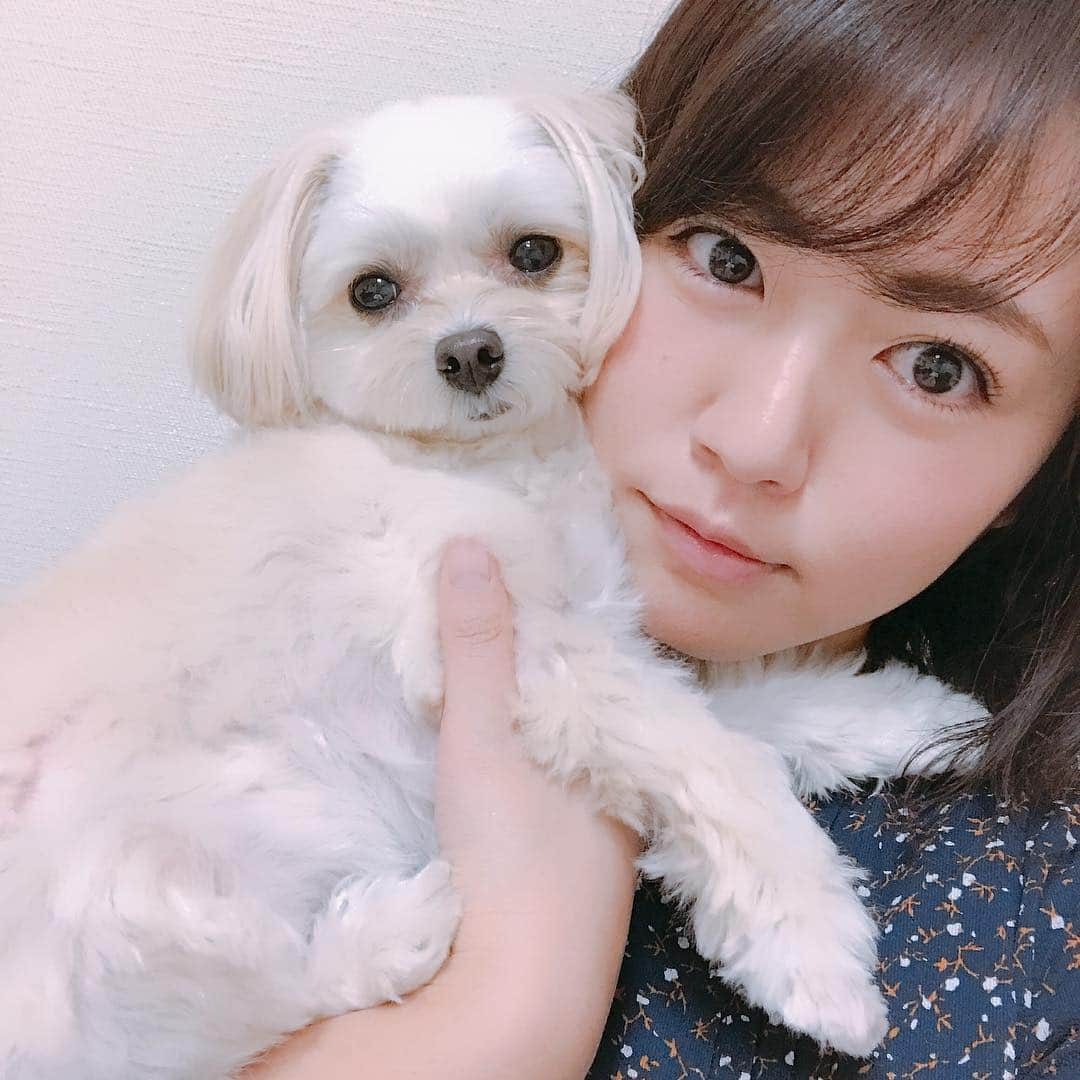 磯山さやかさんのインスタグラム写真 - (磯山さやかInstagram)「愛犬の鼻の下の毛が好き。 ヒゲみたいだし、たまに口に入ってニコちゃんマークみたいになるし、寝癖もつくし。笑 って撮ってると、 「もうヤダー、撮らないで！」って体を横にして撮影を防御。 たまらなく愛おしい♡ #チワプー #mix犬 #特技は寝たふり」3月14日 13時41分 - sayakaisoyama