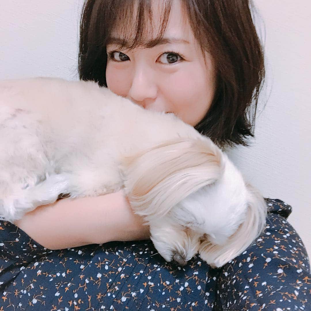 磯山さやかさんのインスタグラム写真 - (磯山さやかInstagram)「愛犬の鼻の下の毛が好き。 ヒゲみたいだし、たまに口に入ってニコちゃんマークみたいになるし、寝癖もつくし。笑 って撮ってると、 「もうヤダー、撮らないで！」って体を横にして撮影を防御。 たまらなく愛おしい♡ #チワプー #mix犬 #特技は寝たふり」3月14日 13時41分 - sayakaisoyama