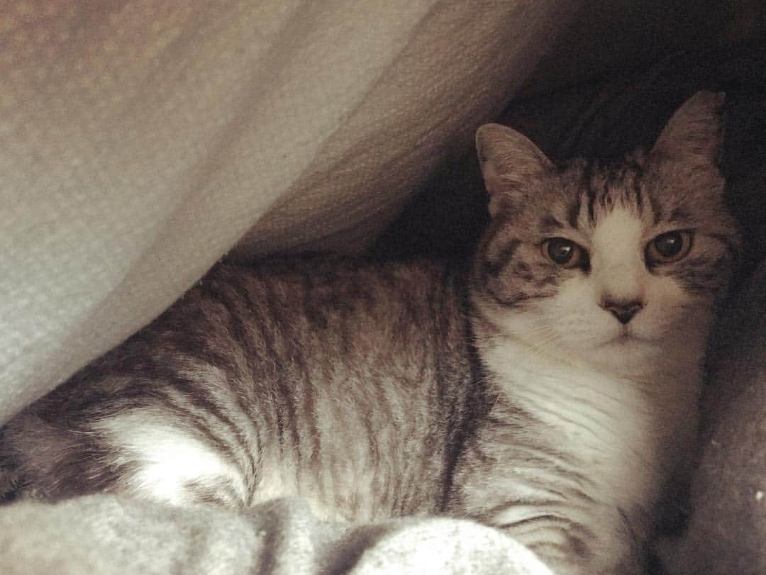坂本美雨さんのインスタグラム写真 - (坂本美雨Instagram)「ひさしぶりの洞窟。 #cat #サバ美」3月14日 13時43分 - miu_sakamoto