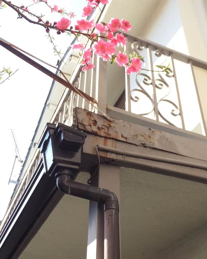 岡田屋鉄蔵のインスタグラム：「満開の桃の花の中、今日のエクスペンダブルズ氏」