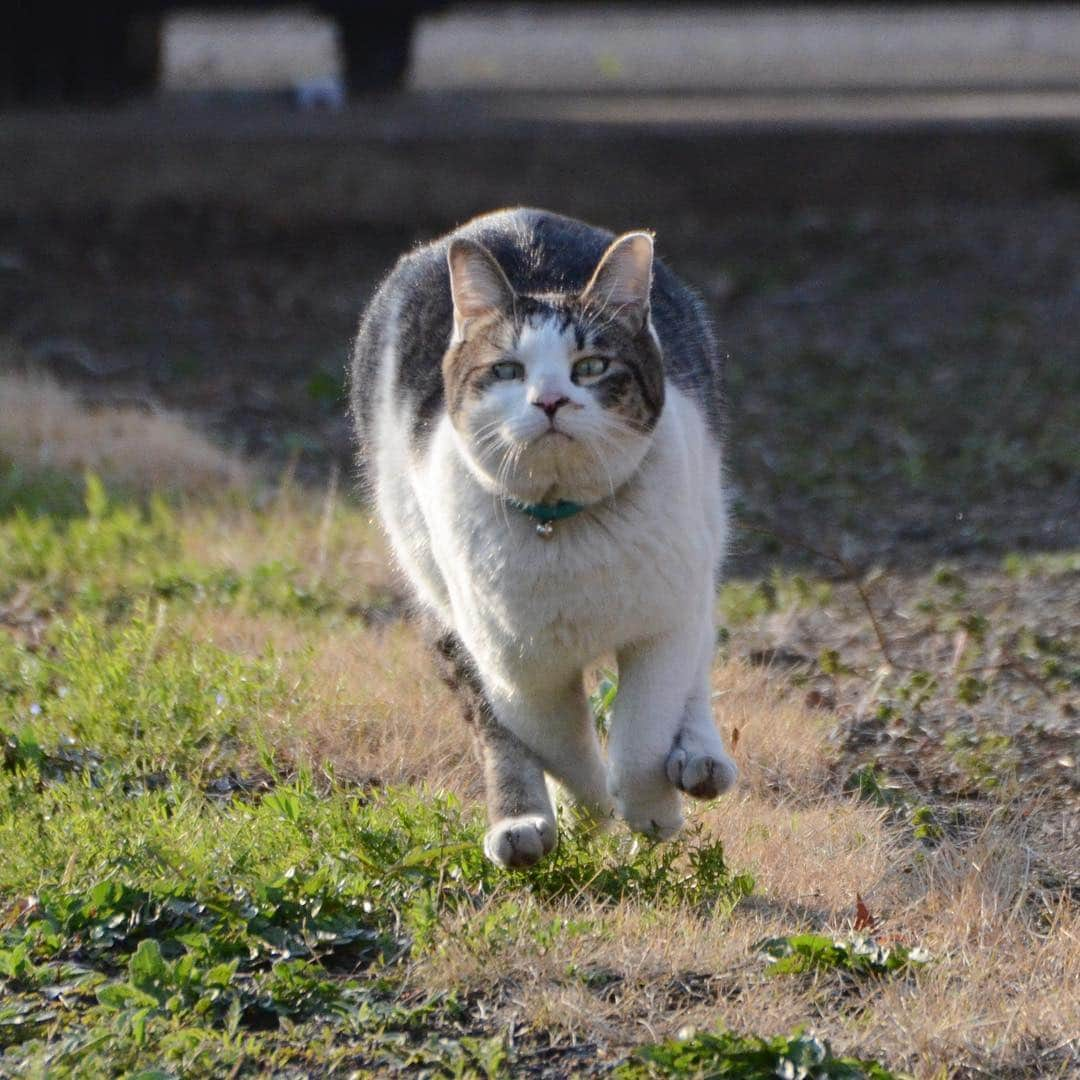 やふさんのインスタグラム写真 - (やふInstagram)「口がへの字 . #cat #neko #catlovers #catsofinstagram #catstagram #instacat #猫 #ねこ #ネコ #保護猫 #京太」3月14日 13時44分 - kyafy