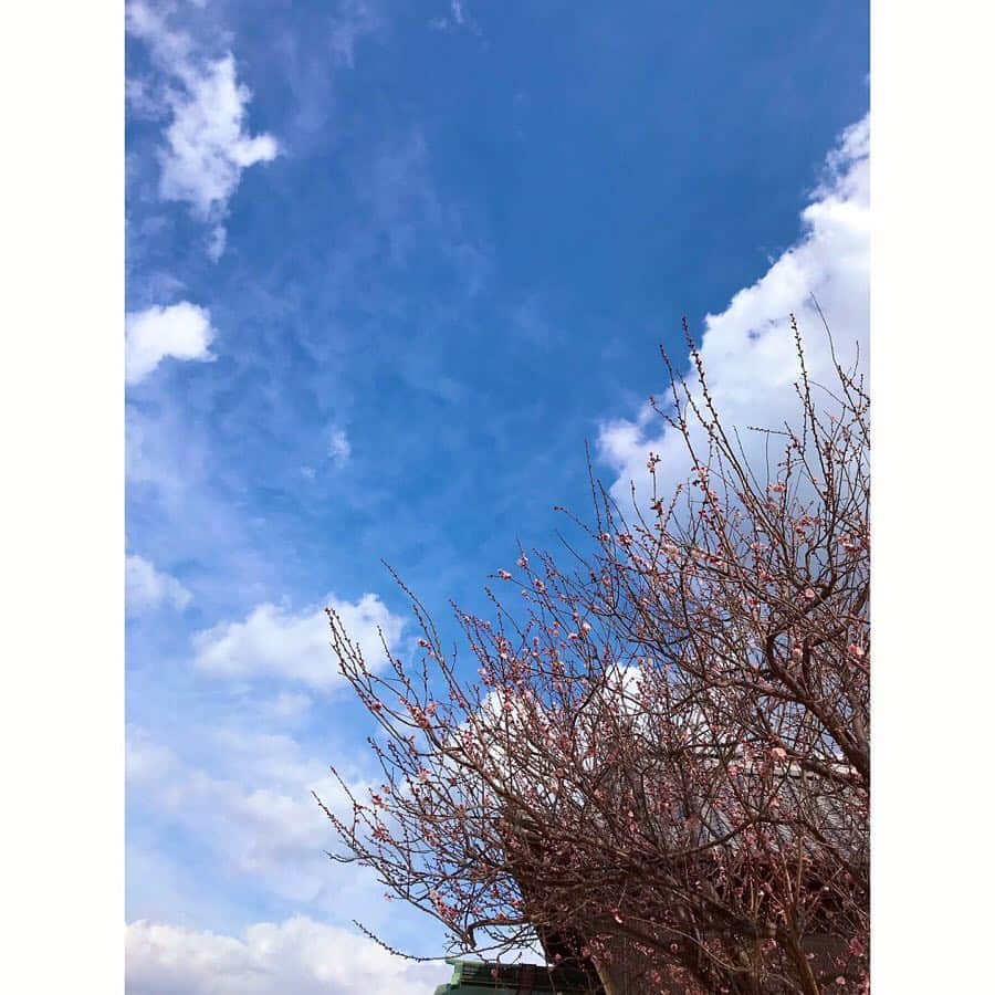 Yun chiさんのインスタグラム写真 - (Yun chiInstagram)「広島を旅して来た。 . . . #ちょっと前なのに梅が咲き始めてて春感じた🌸 #千畳閣 本当に千畳？って言いながら #見渡せる景色がとても良かった #フェリーで移動 わくわく iPhone落とさないか心配された #太陽で水面キラキラ #夜はハゲを食べました🦲✨ #カワハギ の事ハゲって言うんやね #鯛めし 撮ろうとしてたらお店のお母さんが、蓋ぱっかーんってしてくれた。 #お刺身 でいただいたハゲでお味噌汁作って貰ったよ 余すところ無し！ #鯛飯 はおにぎりにして朝ごはんにした #むすびのむさし を買って新幹線へ これはいつも絶対食べる🍙 #食べてばっかりに見えるね笑 #移動いっぱい歩いてめっちゃリフレッシュ楽しかった〜 . . . #japantrip#trip#tripjapan#japan#hiroshima#travel#travelgram#itsukushima#ferry#kawahagi#Redsnapper#japanfood#omusubi#me#selfie#3#旅行」3月14日 13時47分 - _yun_chi_