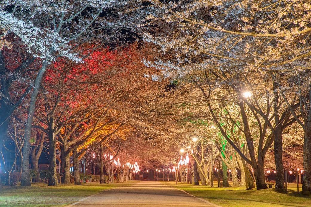 のインスタグラム：「【鹿児島・伊佐】 参道や付近に咲き誇る千本桜が有名な「忠元公園」。古くから桜の名所として知られ「日本さくら名所100選」にも選ばれています。3月21日（木）～4月7日（日）の18時30分から夜桜ライトアップも開催されるので、ぜひお出かけしてみてはいかがでしょうか？詳しくは「たびらい 忠元公園」で検索！ ： #忠元公園 #たびらい #tabirai #ローカル旅行 #旅行好き #旅行好きな人と繋がりたい #旅行 #女子旅 #九州旅行 #たびらい九州 #鹿児島 #伊佐 #花見 #お花見 #sakura #春 #桜 #cherryblossom #桜のトンネル #夜桜 #ライトアップ #日本さくらの名所100選 #景勝地 #公園 #春休み #スマホ写真部 #일본 #여행 #鹿兒島 #旅遊」