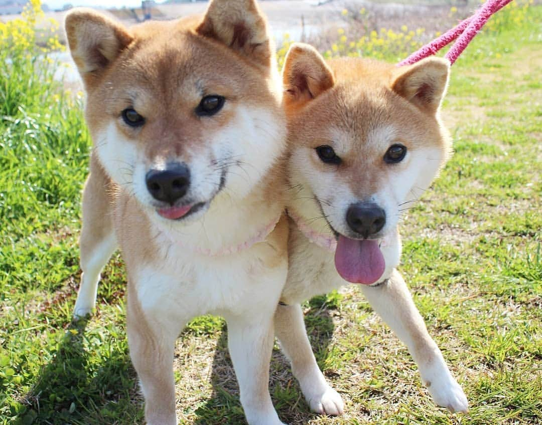 柴犬たま Shibainu Tamaさんのインスタグラム写真 - (柴犬たま Shibainu TamaInstagram)「春のお散歩はテンションが上がるね🐶🎵 * Caption trans🇬🇧 It will be hilarious when going for a walk in spring🐶🎵 * #柴犬たま #たママ #たま家族 #柴犬ミケ #一眼レフ #一眼レフカメラ #お散歩 #菜の花 #花とたま #花とミケ #春 #笑顔 #仲良し親子 #かなりひし形 #柴犬 #shiba #shibainu #shibastagram #犬 #dog #多頭飼い」3月14日 14時05分 - tama7653