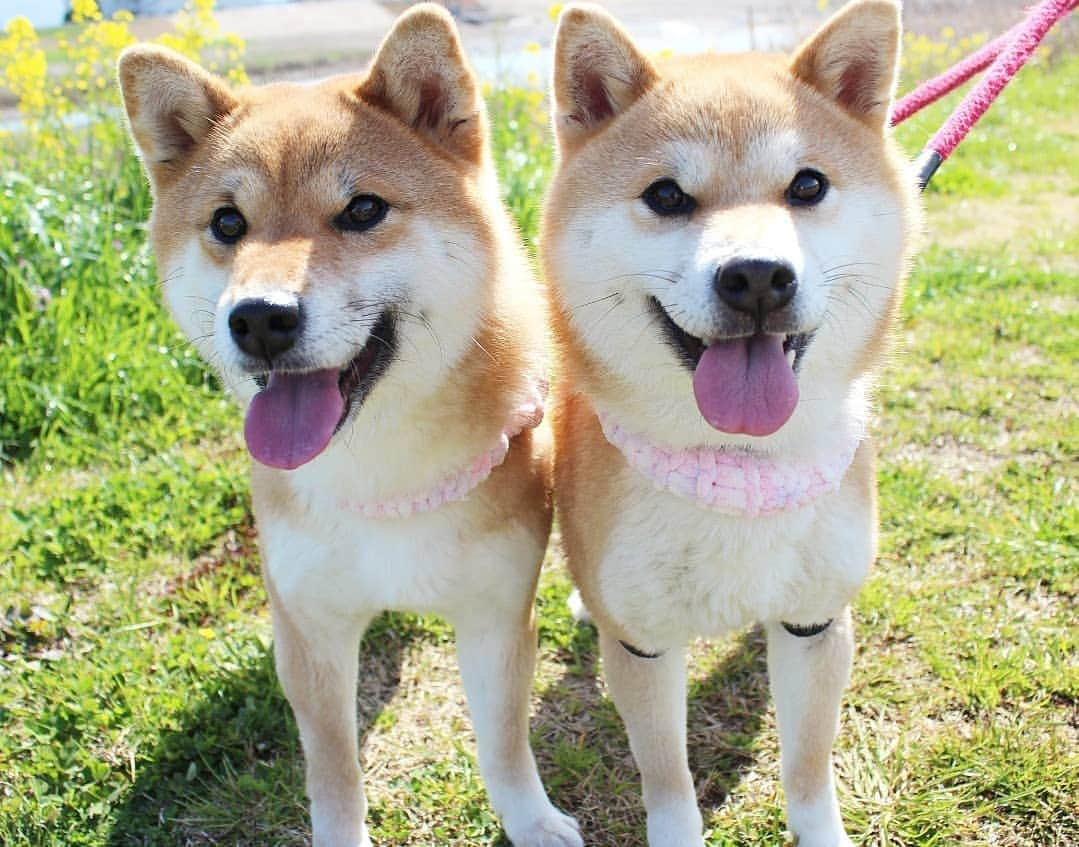 柴犬たま Shibainu Tamaさんのインスタグラム写真 - (柴犬たま Shibainu TamaInstagram)「春のお散歩はテンションが上がるね🐶🎵 * Caption trans🇬🇧 It will be hilarious when going for a walk in spring🐶🎵 * #柴犬たま #たママ #たま家族 #柴犬ミケ #一眼レフ #一眼レフカメラ #お散歩 #菜の花 #花とたま #花とミケ #春 #笑顔 #仲良し親子 #かなりひし形 #柴犬 #shiba #shibainu #shibastagram #犬 #dog #多頭飼い」3月14日 14時05分 - tama7653